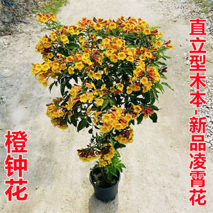 橙钟花直立大花新品凌霄花 阳台庭院盆栽橙钟花苗 耐热多年生花卉