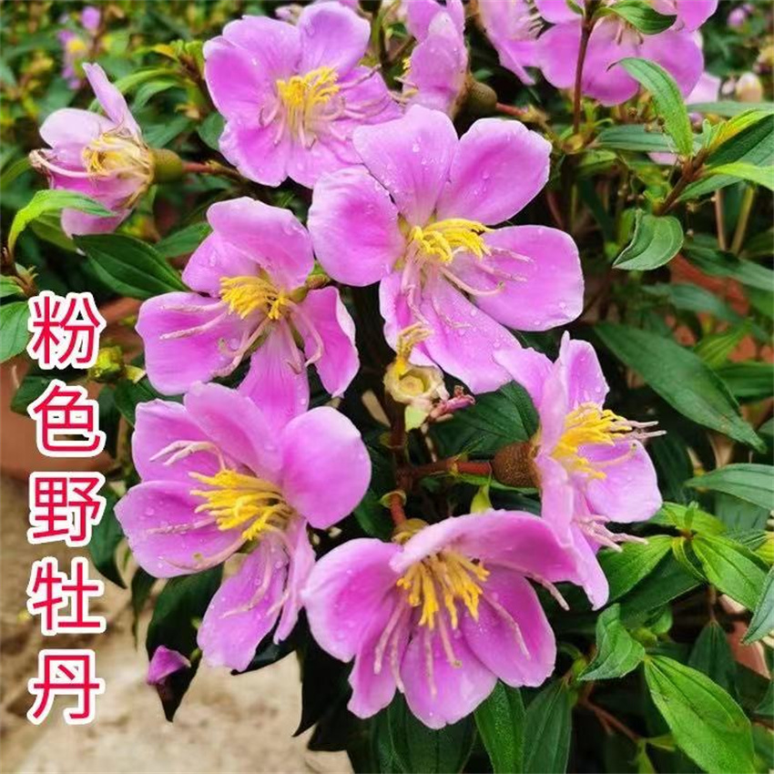 四季开花巴西野牡丹 阳台庭院盆栽粉色紫牡丹花苗 木本花卉毛捻花