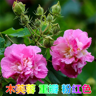 木芙蓉当年开花阳台庭院盆栽木芙蓉花 重瓣粉红色芙蓉树苗 拒霜花