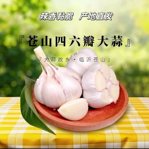 26年鲜蒜苍山四六瓣大蒜鲜蒜头