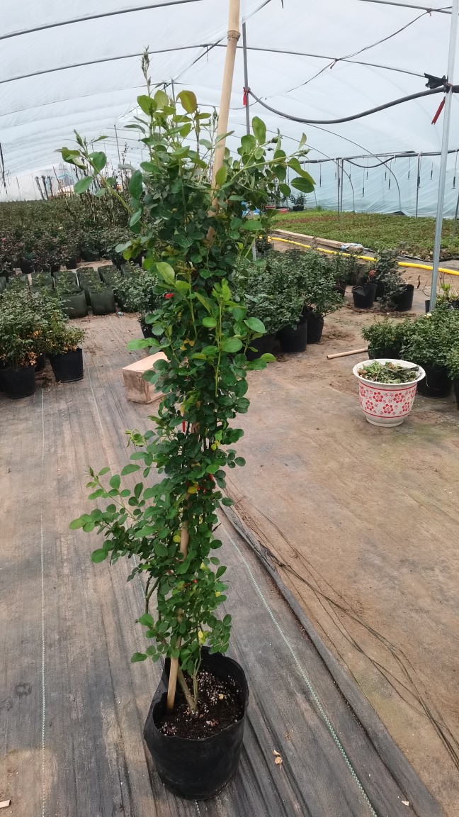 胭脂扣月季蔷薇花苗爬藤月季四季开花庭院植物阳台玫瑰花卉盆栽