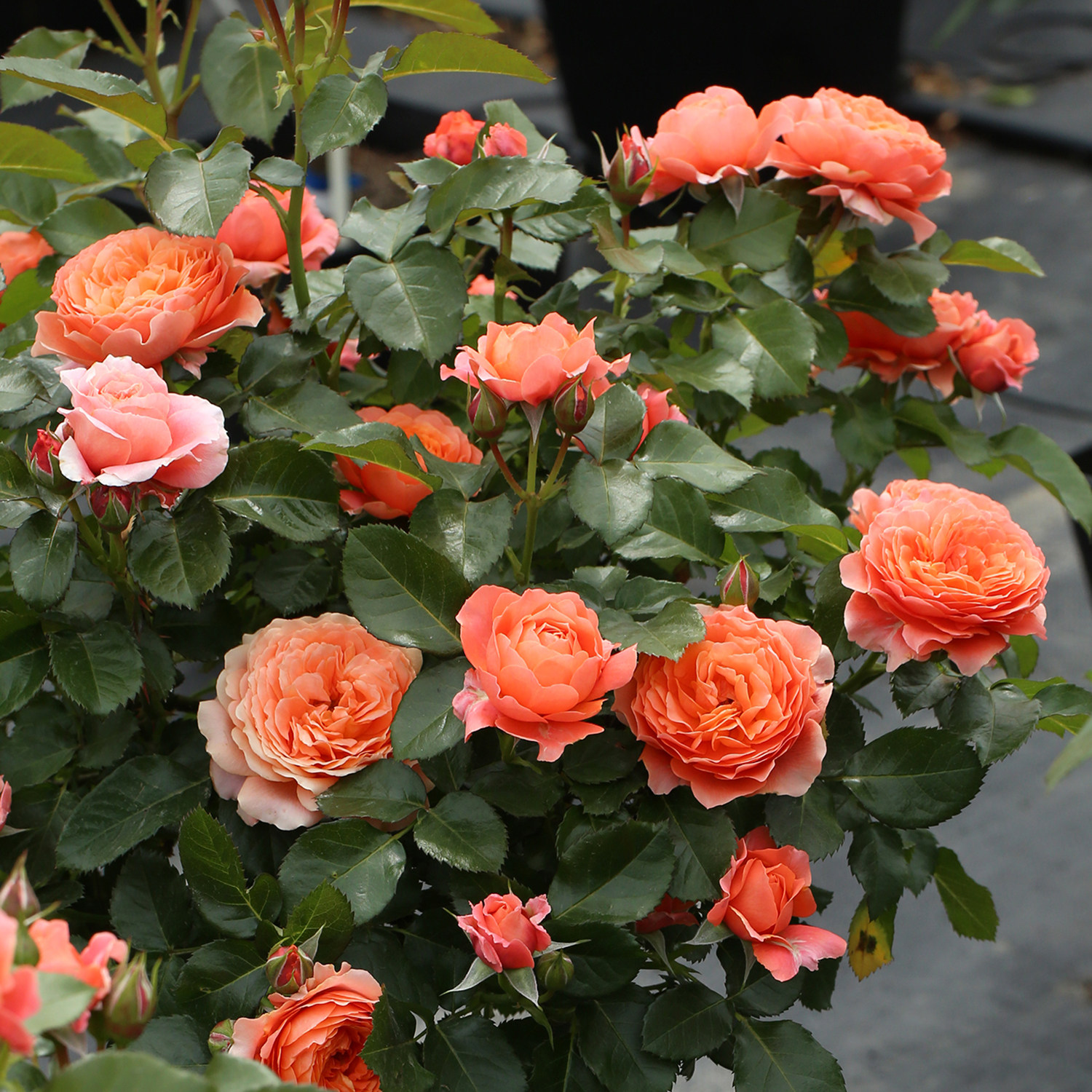 月季土星王阳台多季微月阳台露台盆栽庭院地栽美观绿植玫瑰花