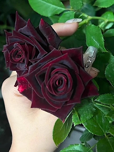 正版 玫瑰花苗丝绒感室内阳台盆栽 黑巴克月季