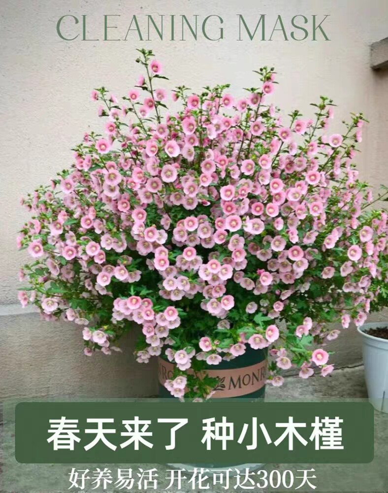 小木槿花苗盆栽四季开花树形棒棒糖阳台庭院好养花卉开花不断