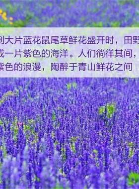 宿根紫色蓝色鼠尾草种子多年生粉萼鼠尾草阳台庭院花野花组合种子