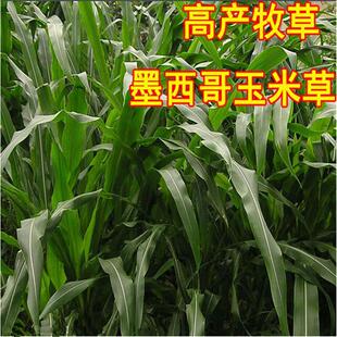 牧草种子墨西哥玉米草种子阔叶优12玉米草种籽大叶高产猪牛羊草籽