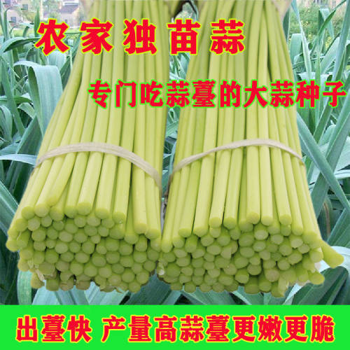 农家独苗蒜种子寒蒜薹蒜川蒜早熟高产出苔蒜苔种子硬叶蒜蒜苗种子