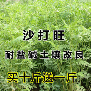 沙打旺种子多年生牧草绿肥草护坡草耐寒耐旱耐盐碱进口种子