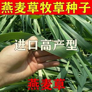 进口牧草 鱼陆龟荷兰猪兔子饲料燕麦种子 草籽种植绿肥 包邮