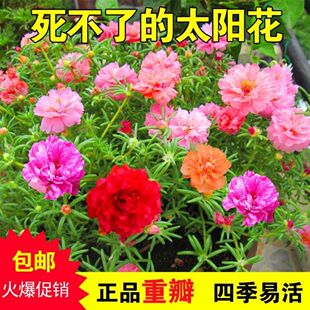 太阳花籽四季开花易活花种子庭院室外阳台盆栽死不了花种籽子包邮