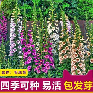 毛地黄 洋地黄 自由钟 指顶花 野花种子 花海 园林绿化种子花籽