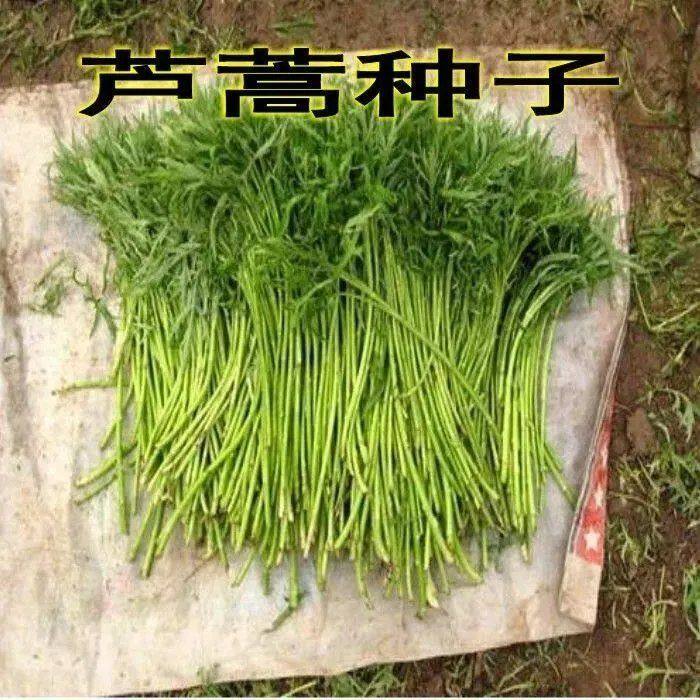 芦蒿种子南京特产菜泥蒿苔水篙柳蒿茼蒿菠蒿蒌蒿四季种植蔬菜种子