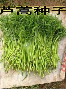 芦蒿种子南京特产菜泥蒿苔水篙柳蒿茼蒿菠蒿蒌蒿四季种植蔬菜种子