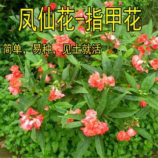 室外四季易活植物花种籽子凤仙花种子指甲花草花指甲草子花卉花籽