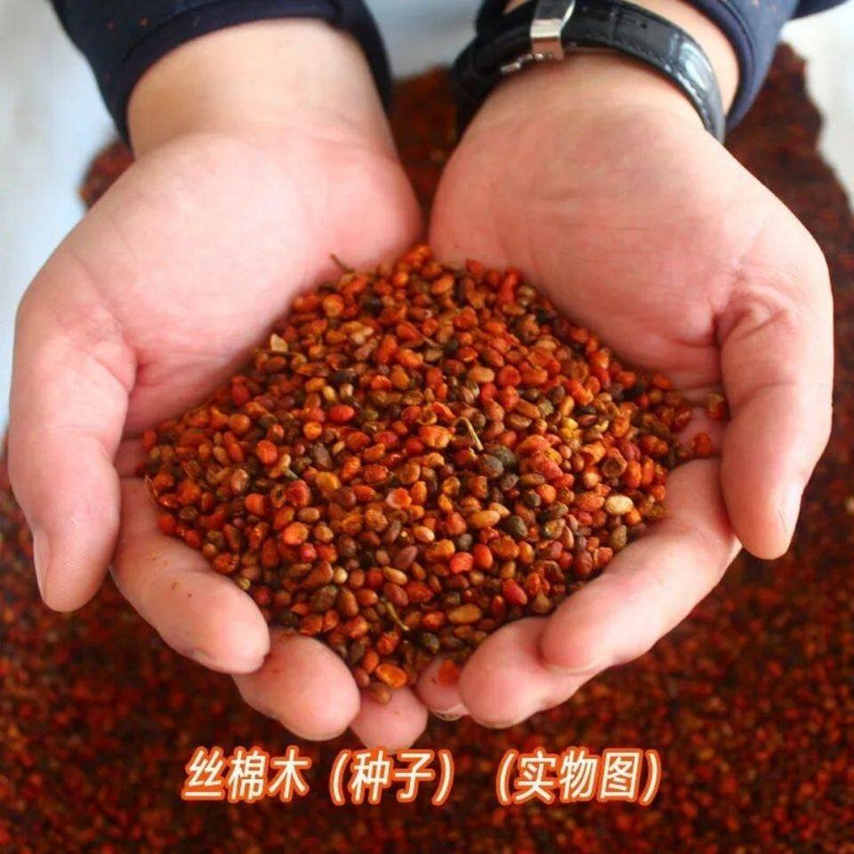 丝绵木种子 当年新采丝棉木树苗种子 丝棉木嫁接卫矛 林木种子 - 实物图