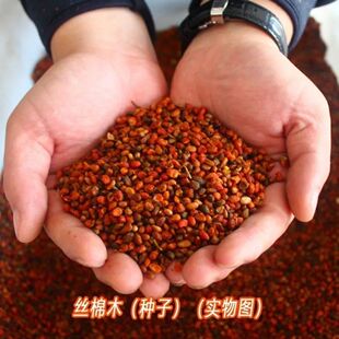 丝绵木种子 当年新采丝棉木树苗种子 丝棉木嫁接卫矛 林木种子