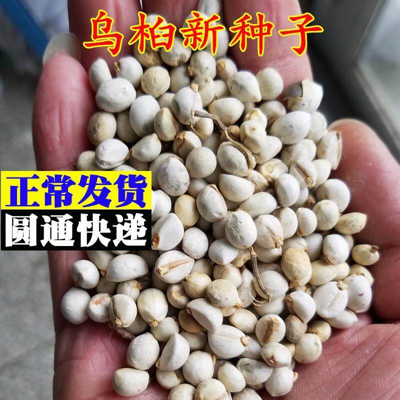 新采乌桕种子优质木子树彩色树种绿化道路无患子绿化行道树林木籽