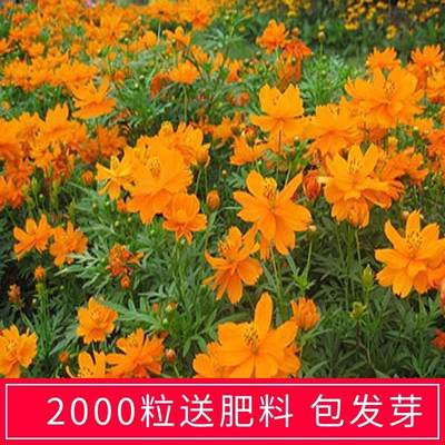 硫华菊种籽黄波斯菊花种子黄秋英硫化菊四季播种易活庭院菊花种孑