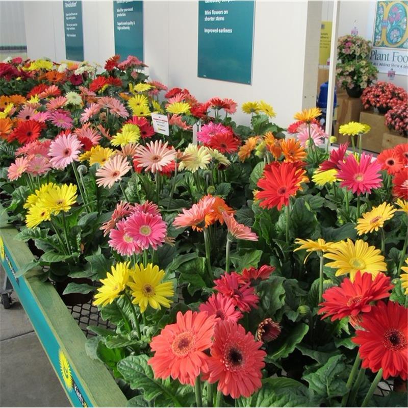 非洲菊种子四季室内阳台盆栽花卉阳台花草植物种子花籽包邮