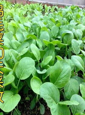 鸡毛菜种子种籽四季小白菜青菜油菜上海青18天阳台盆栽蔬菜蔬莱孑