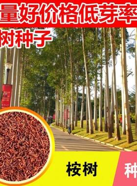 桉树种子绿化苗木材种子蓝桉树巨桉树小叶桉树速生桉树种子苹果
