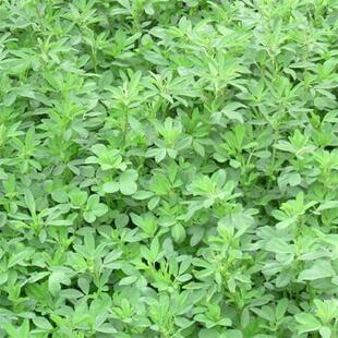 夏播牧草种子紫花苜蓿南方鸡草种多年生四季种羊草兔子吃的兔饲料