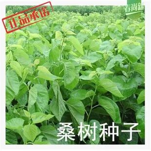 桑树种子 蚕吃的桑叶 蚕桑种子 食用果桑种子 新种子野生桑树种子