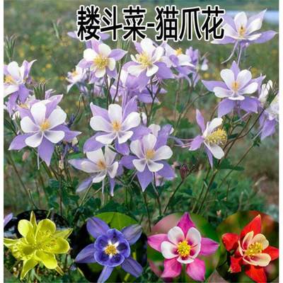 大花耧斗菜种子猫爪花 耧斗菜 四季观花庭院阳台园艺盆栽花卉种子