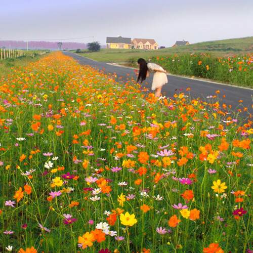 波斯菊花籽格桑花种子阳台盆栽室内外庭院道路绿化景观花海花草籽