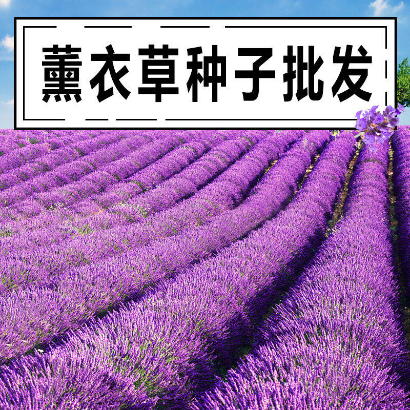 薰衣草种子四季播盆栽薰衣草香草种子花卉种籽子套餐草花种子包邮