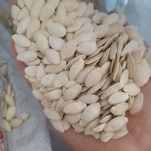 东北新籽角瓜籽大角瓜种子农家大角瓜种可种植可食用干净一斤散装
