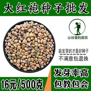 大红袍种籽东北雌性大红萝卜种子菜四季农家菜园易种植高产便萝卜