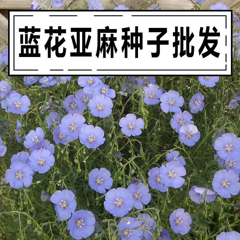 蓝花亚麻种子耐寒耐阴春兰花亚麻多年园林室外景观花坛庭院花种籽
