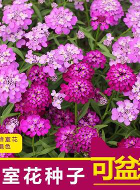 蜂室花种子欧洲报春种子冬天花种子 秋播耐寒盆栽花种阳台花种子