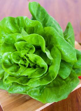 生菜 奶油生菜种子 四季生菜种子牛奶沙拉小白菜阳台盆栽蔬菜种子