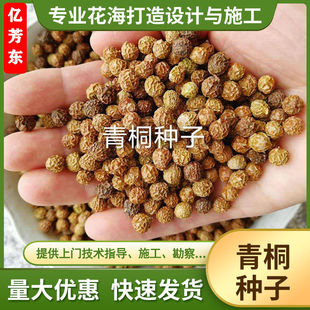青桐苗青桐树种子青皮梧桐树种子法国梧桐树种子法桐种子产地直销