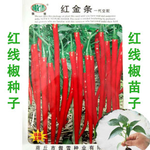红金条线椒种子高产红色超长细长羊角型辣椒种籽青椒红椒蔬菜苗秧