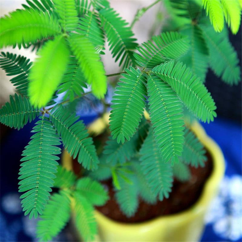 含羞草种子室内花草盆栽植物花种子秋冬种植的花种籽子四季易活