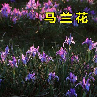马兰花种子 马莲花 蝴蝶花 马蔺 四季播种矮生蓝色多年生宿根花籽