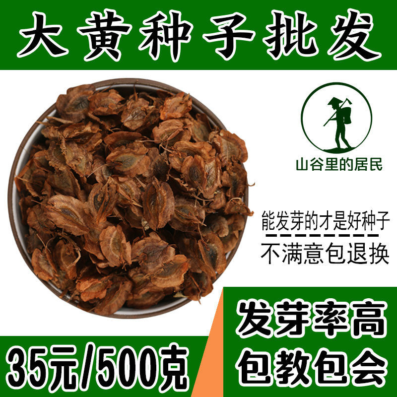 药材种子优质大黄种子 纯新大黄籽马蹄大黄种子掌叶大黄种子包邮