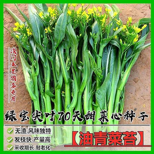 绿宝尖叶70天甜菜心种子菜芯菜苔油青菜籽高产早熟四季播蔬菜种子