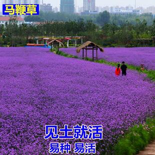 柳叶马鞭草籽花卉种子四季播种易活多年生宿根室外庭院花海种子