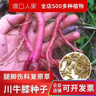牛膝种子100粒腿脚扭伤红怀牛漆川牛夕牛七苋科植物种土牛膝种子