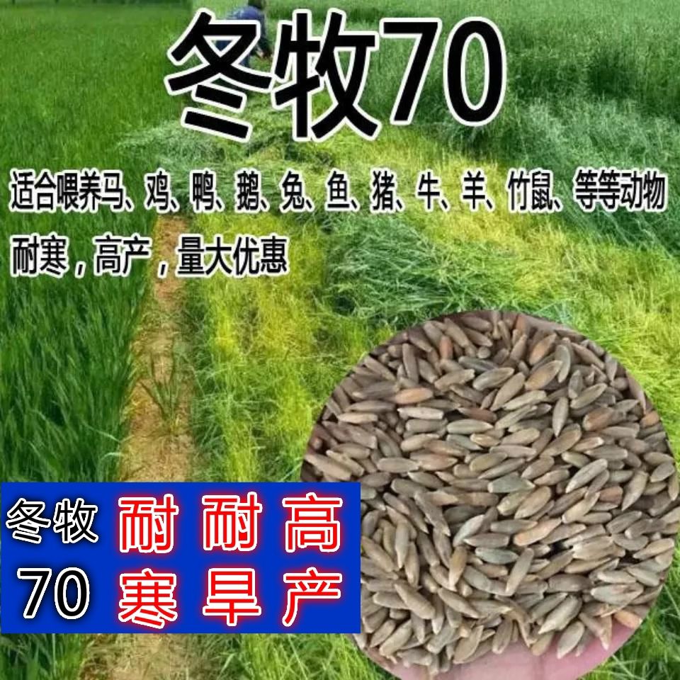 冬牧70黑麦草种子高产耐寒四季猪马牛羊兔鸭鹅鱼家禽养殖牧草种籽