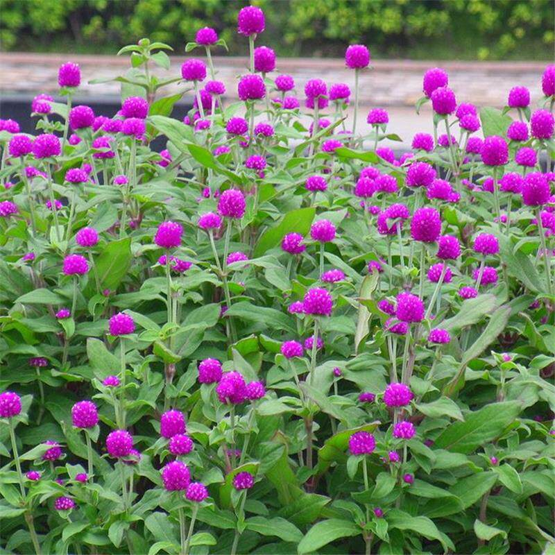 千日红种子千日紫春播观花种籽百日红火球花四季易活室外庭院花籽