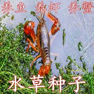 鱼塘水草种子伊乐藻轮叶黑藻养鱼虾草籽种子四季水草籽碗莲藕种根