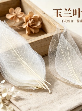 玉兰叶叶脉干花植物教学标本