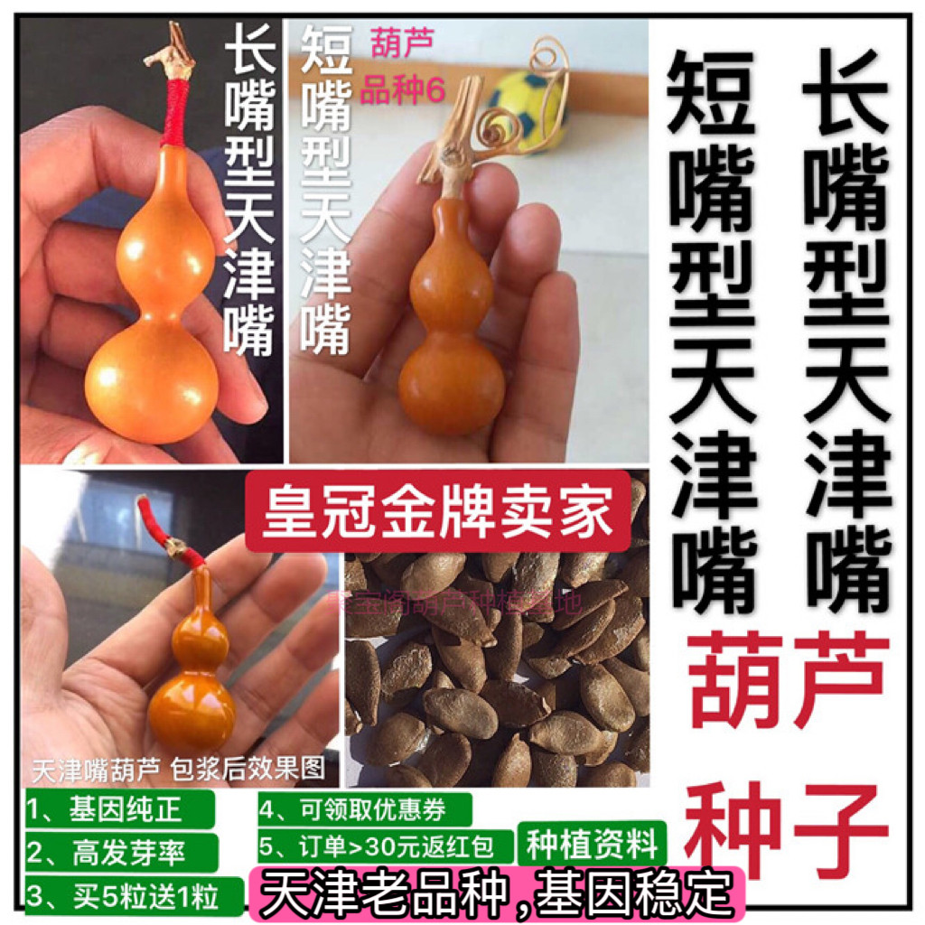 天津嘴葫芦种分长嘴型和短嘴型巨型超大特小八宝文玩手捻盆栽子籽