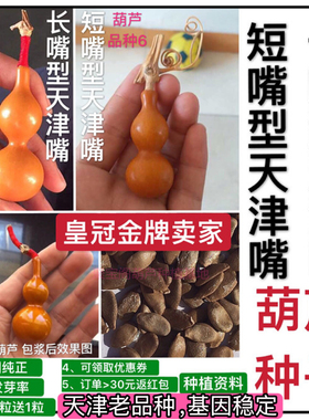 天津嘴葫芦种子籽小八宝盆栽超大