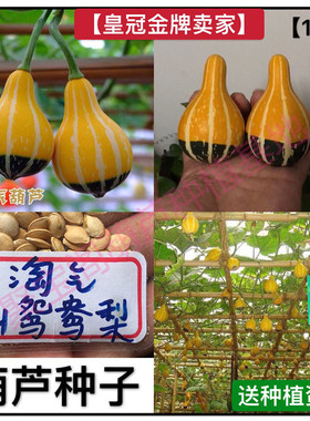 小淘气葫芦种特小文玩盆栽绿色植物小八宝亚腰巨型超大天津嘴子籽